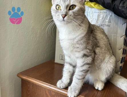British Shorthair Kedime Eş Arıyorum