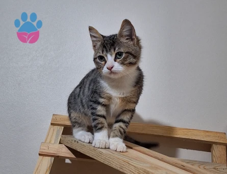 Kıbrıs kedisi kızıma eş arıyorum