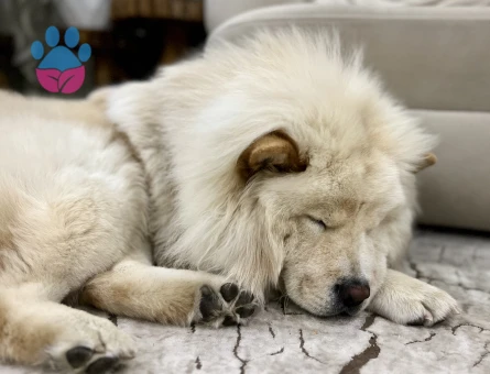 Chow ChowOğlum Leon'a Eş Arıyorum