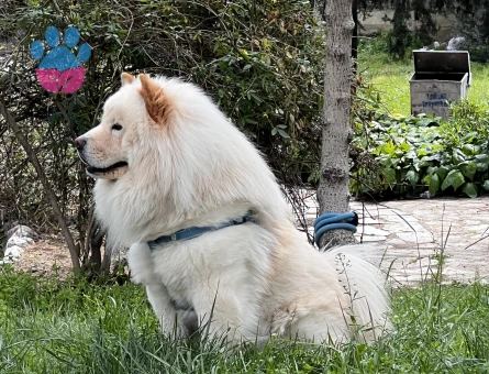 Chow ChowOğlum Leon'a Eş Arıyorum