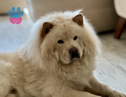 Chow ChowOğlum Leon'a Eş Arıyorum