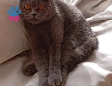 British Shorthair 2 Yaşında Eş Arıyor