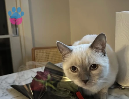 British Bluepoint Kedime Eş Arıyorum