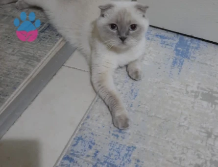 Kızım Linda 3 Yaşında Eş Arıyor