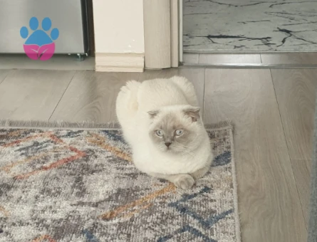 Kızım Linda 3 Yaşında Eş Arıyor