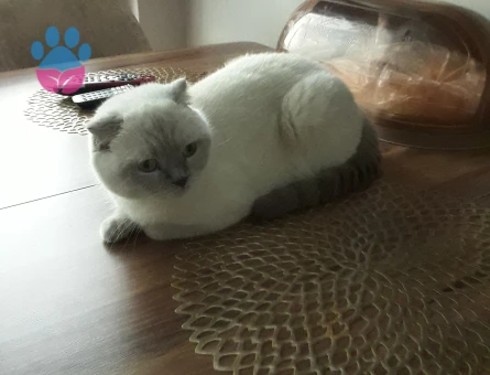 Kızım Linda 3 Yaşında Eş Arıyor