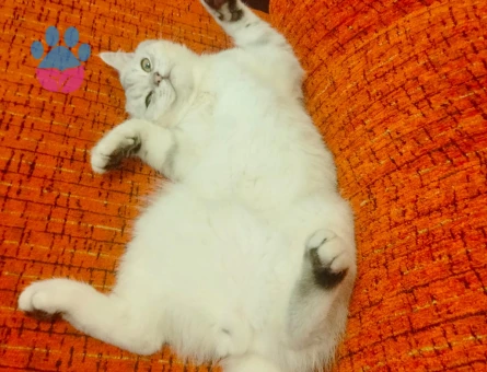 British silver Gebze eş aranıyor