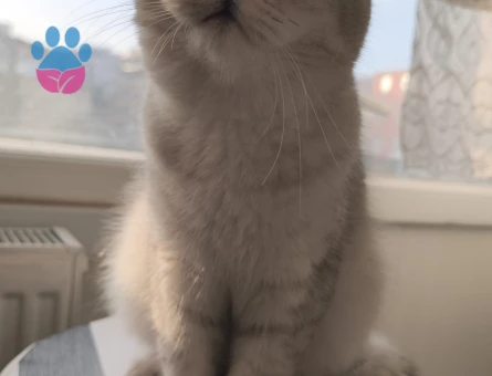 British silver Gebze eş aranıyor