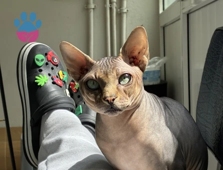 Kedime eş arıyorum