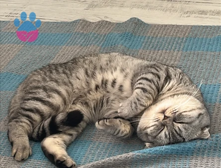 Yakışıklı oğlum Ferdi için eş bakıyorum