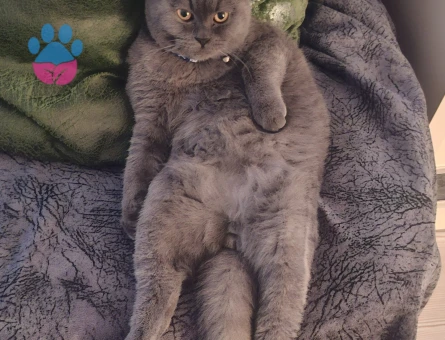 ACİL Prenses arıyoruz