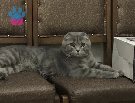 Scottish Fold 1,5 Yaşında Eş Arıyor