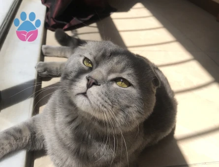 Scottish Fold 1,5 Yaşında Eş Arıyor