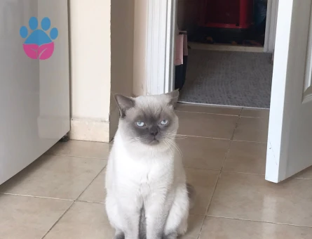 1 Yaşında British Shorthair Erkek Kızgınlıkta
