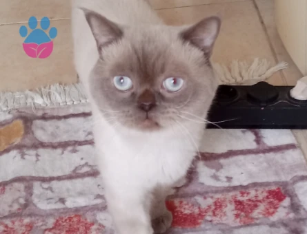1 Yaşında British Shorthair Erkek Kızgınlıkta