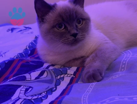 British Shorthair 1 Yaşında Eş Arıyor