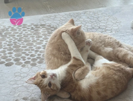 Daha kızgınlıkta değil kızımız