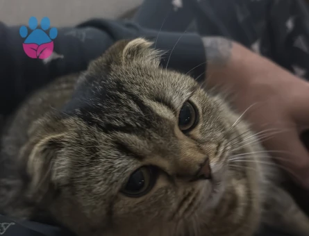 Scottish Fold 1 Yaşında Kedime Eş Arıyorum