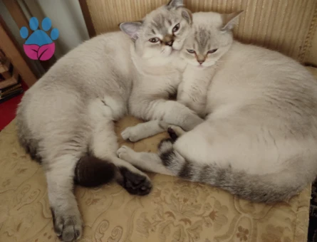 British Shorthair Yakışıklı oğluma eş arıyorum