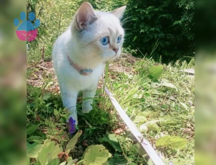 British Shorthair Yakışıklı oğluma eş arıyorum