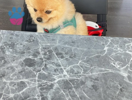 Pomerianan 1 Yaşında Eş Arıyor