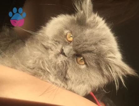 Kızımıza damat adayı arıyoruz