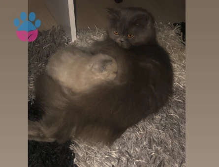 Kızımıza damat adayı arıyoruz