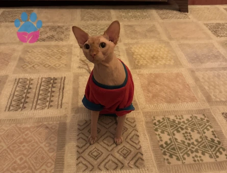 Eş arıyoruz çiftleştirmek için