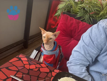 Eş arıyoruz çiftleştirmek için