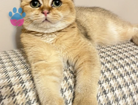 HENRY BEYE EŞ ARIYORUZ.