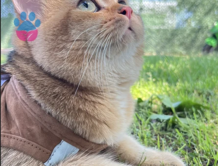 HENRY BEYE EŞ ARIYORUZ.