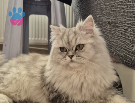 Kedimiz için eş arıyoruz