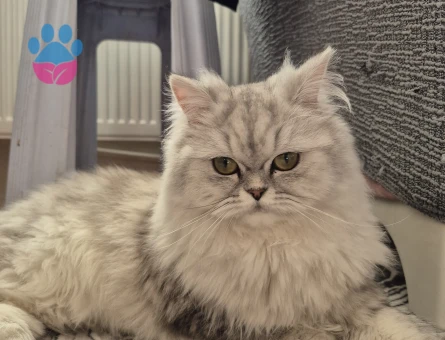 Kedimiz için eş arıyoruz