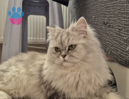 Kedimiz için eş arıyoruz