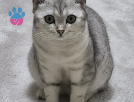 1.5 yaşında British Shorthair kedime eş aranıyor