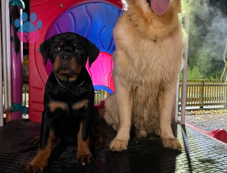 Golden Retriever Oğlumuza eş arıyoruz