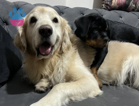 Golden Retriever Oğlumuza eş arıyoruz