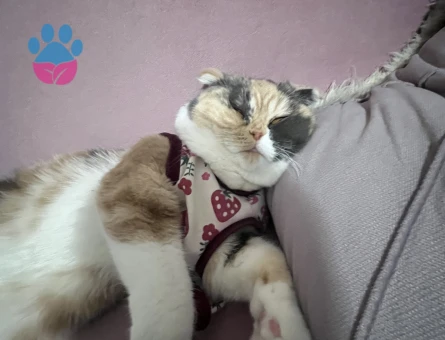 Exotic Shorthair 1 Yaşında Kedim Eş Arıyor