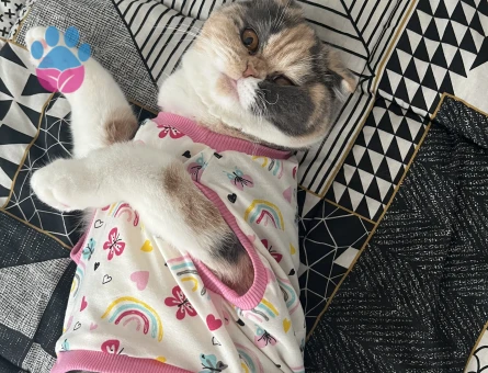 Exotic Shorthair 1 Yaşında Kedim Eş Arıyor