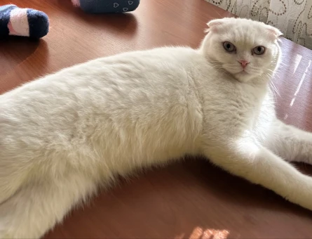 British Shorthair İskenderun Eş Arıyor - 118984221
