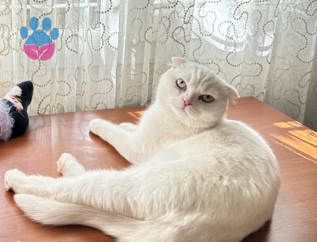 British Shorthair İskenderun Eş Arıyor