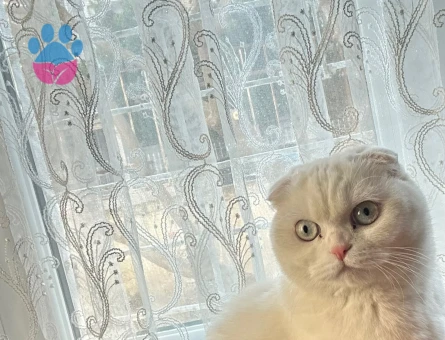 British Shorthair İskenderun Eş Arıyor