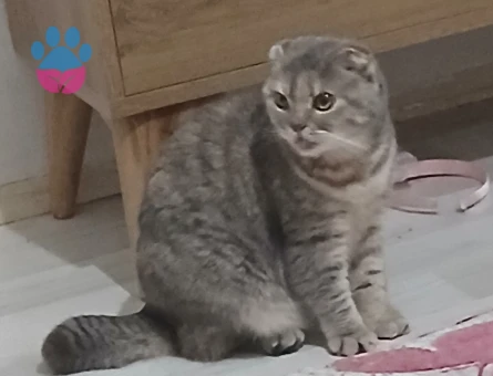 British Shorthair Kedimize Damat Arıyoruz