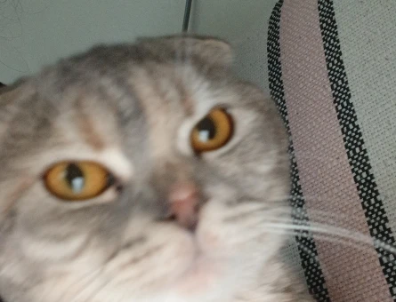 British Shorthair Kedimize Damat Arıyoruz - 118984222