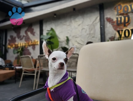 4 Yaşında "0" Numara Chihuahua kızıma eş arıyorum (2.5 KG)