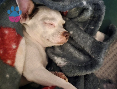 4 Yaşında "0" Numara Chihuahua kızıma eş arıyorum (2.5 KG)
