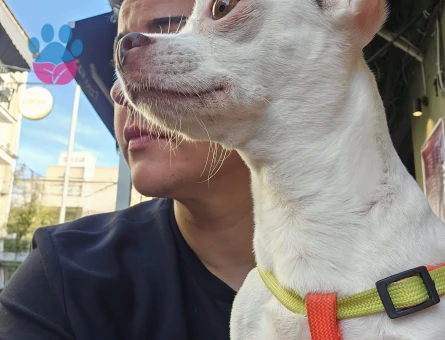 4 Yaşında "0" Numara Chihuahua kızıma eş arıyorum (2.5 KG)