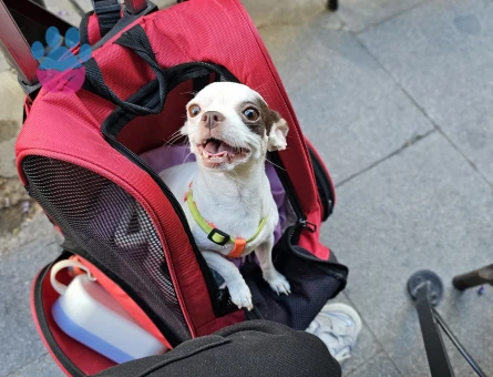 4 Yaşında "0" Numara Chihuahua kızıma eş arıyorum (2.5 KG)