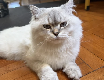 British Shorthair 1 Yaşında Eş Arıyor - 118984228