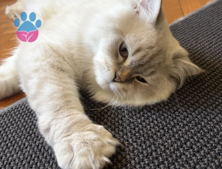 British Shorthair 1 Yaşında Eş Arıyor